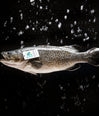 Australian Aquna Murray Cod Fillet (approx 400g) (Frozen) image 1