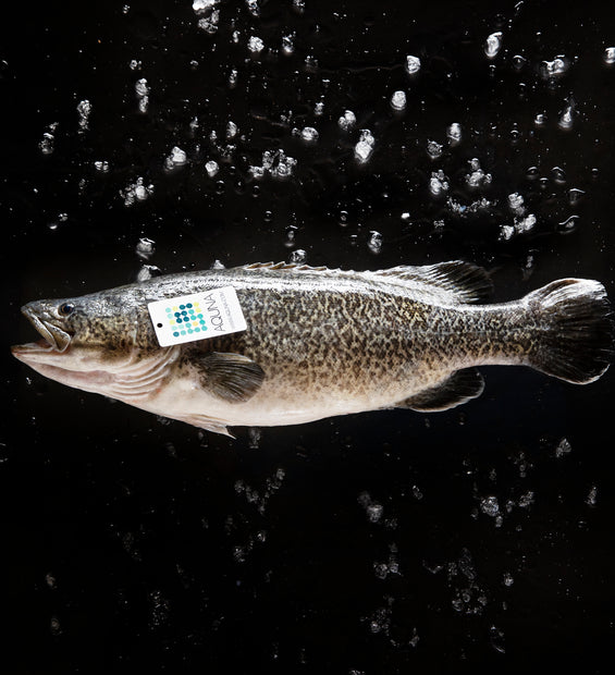 Australian Aquna Murray Cod Fillet (approx 400g) (Frozen) image
