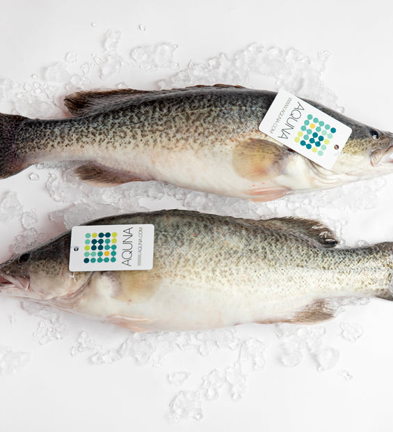 Seafood – Waves Pacific