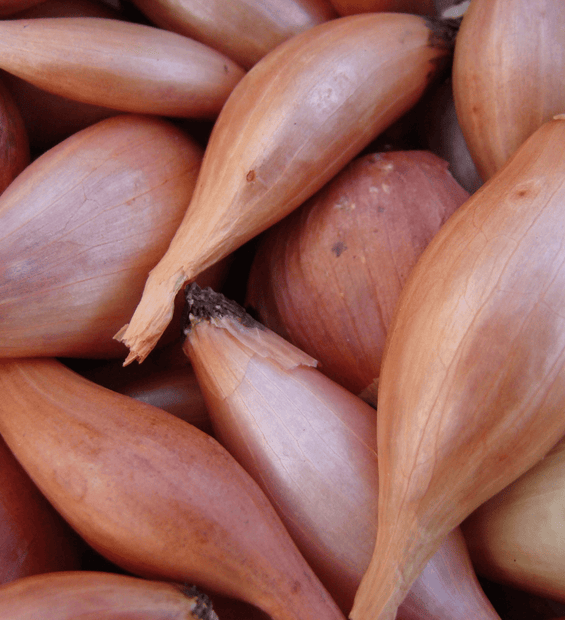 Banana Shallots (Australia) image