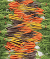 Mixed Dutch Carrots (Australia) image 1