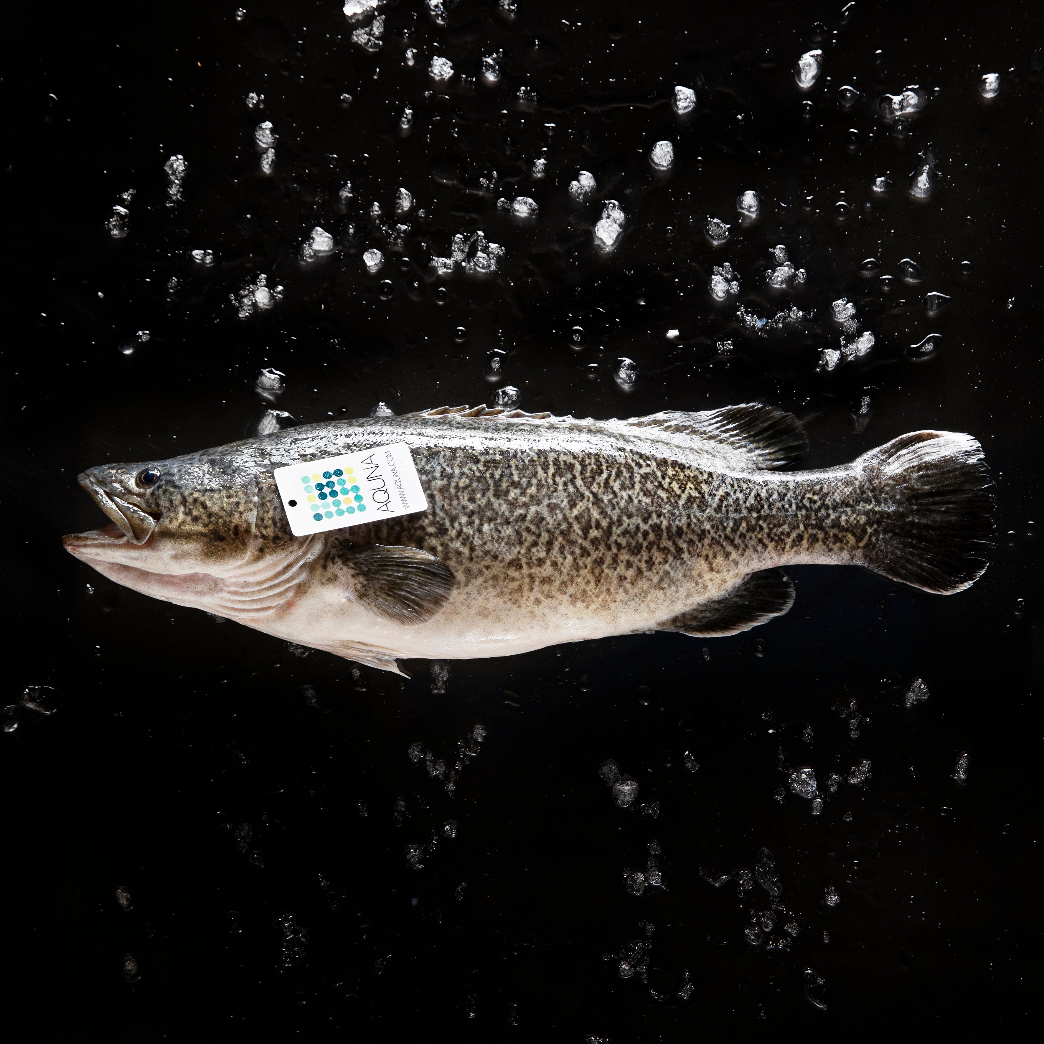 Australian Aquna Murray Cod Fillet (approx 400g) (Frozen) – Waves Pacific