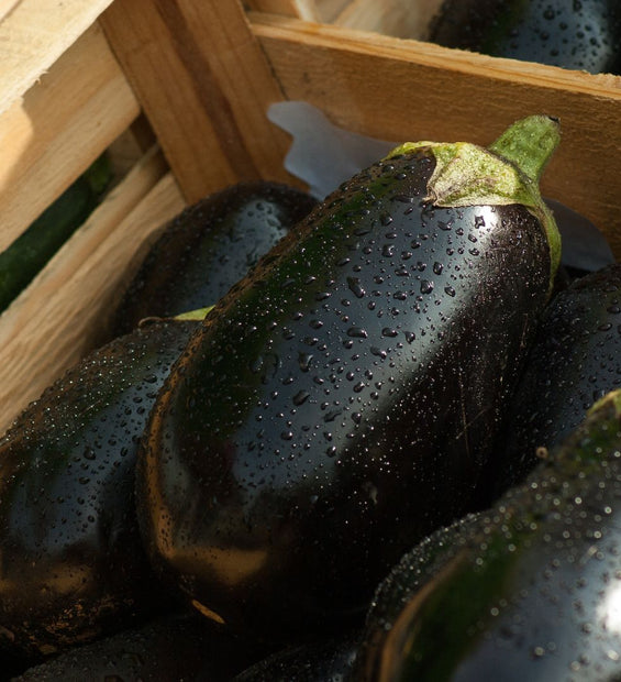 Large Aubergine (Australia) image