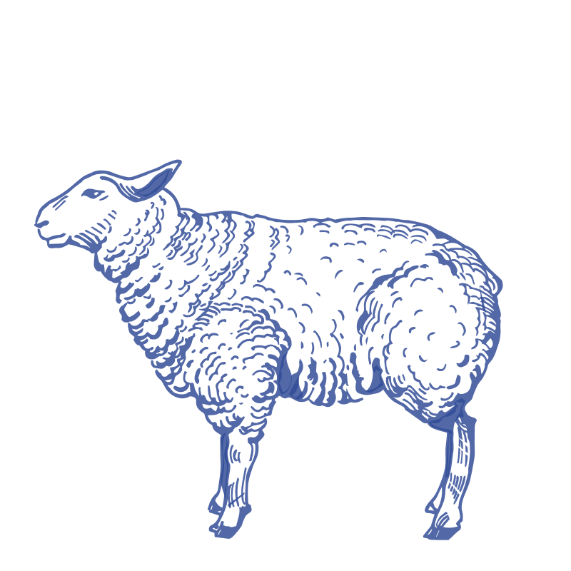 Lamb image