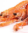 Langoustines (Scampi) image 1