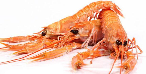 Langoustines (Scampi) image