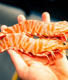 Wild Australian King Prawns (MSC)-Frozen image 4