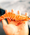 Wild Australian King Prawns (MSC)-Frozen image 2