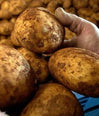 Sebago Potato (Australia) image 1