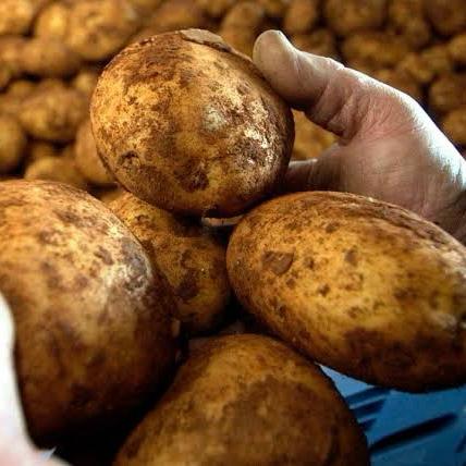 Large Potato (Australia) image