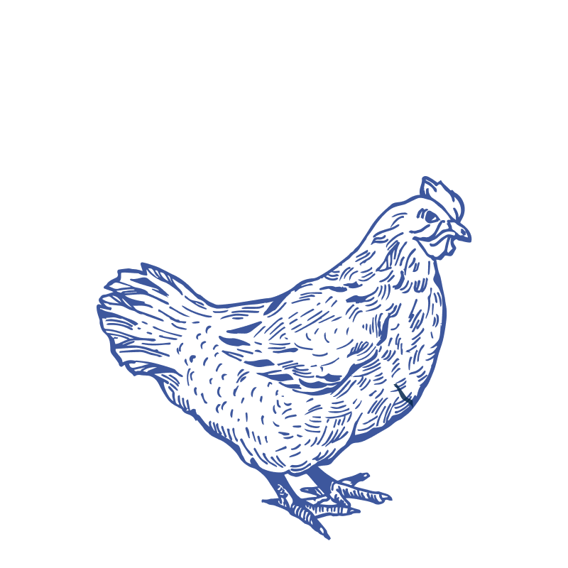 Poultry image